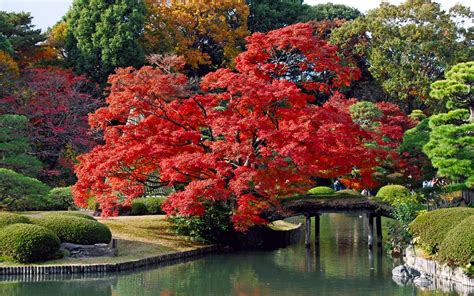 japan, Trees, Autumn, Bridges, Lakes, Colors Wallpapers HD / Desktop and Mobile Backgrounds