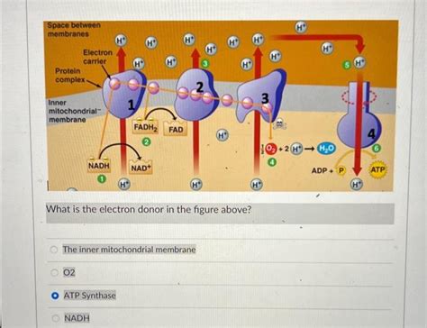 Solved What is the electron donor in the figure above? The | Chegg.com