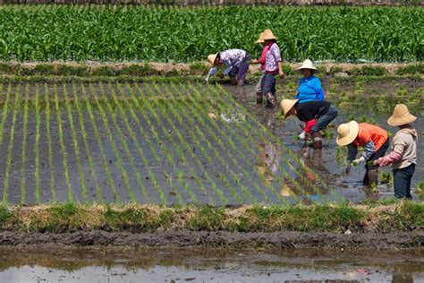 Chinese Rice Farming Trials Cut Methane Emissions - African Eye Report