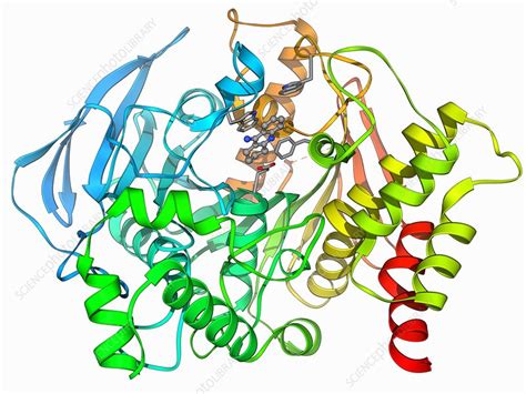 Acetylcholinesterase molecule - Stock Image - F006/9226 - Science Photo ...