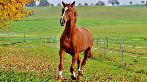 Majestic Horse - Stunning 4K Ultra HD Wallpaper by Alexas_Fotos