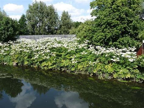 hogweed-Gordon-Joly. White flowers at river bank | River bank, Master ...