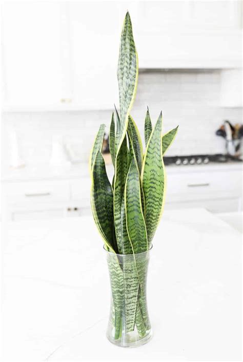 How To Propagate a Snake Plant: 3 Foolproof Ways - Paisley Plants