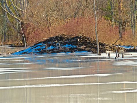 Beaver Wetlands – From My Window