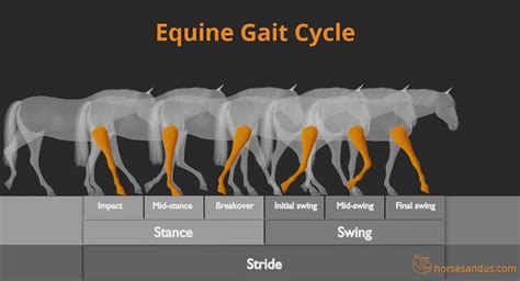 The 4 Basic Horse Gaits Explained [Diagrams & Animations]