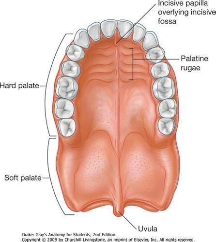 transverse palatine folds - جستجوی Google | Nursing instructor, Palate, Flashcards