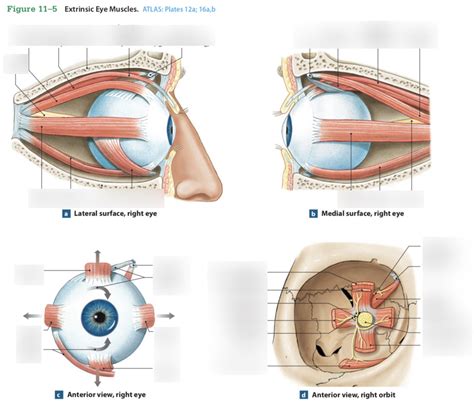 Orbital cavity and contents Diagram | Quizlet