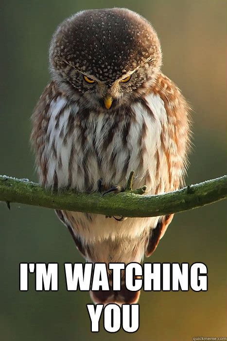 I'm Watching You - Stalker Owl - quickmeme