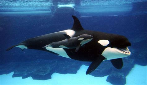 Orca Whale Wallpapers - Wallpaper Cave