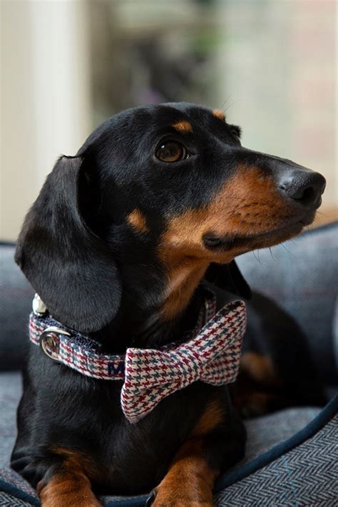 Dog Bow Tie | Dog bowtie, Dog bows, Dogs