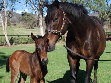 Champion racehorse Black Caviar drops fifth foal by sire I Am Invincible. | Herald Sun