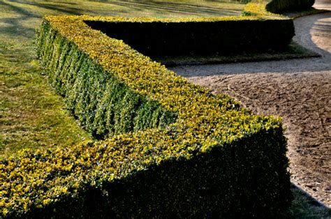 How to Keep Your Boxwood Hedges Looking Good | Chapel Hill, NC