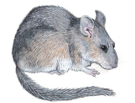 Wood Rat (Pack Rat) - PEST CONTROL CANADA