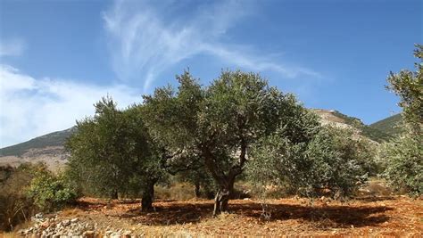 Olive Trees In An Orchard In Lower Galilee, Israel Stock Footage Video 1700872 | Shutterstock