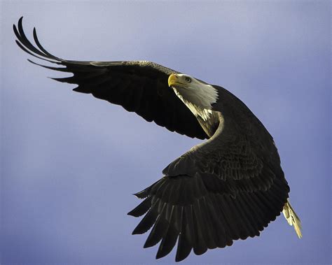 Soaring Bald Eagle Photograph by Colin Gilyeat - Fine Art America