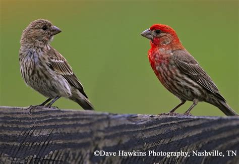 House Finch | State of Tennessee, Wildlife Resources Agency