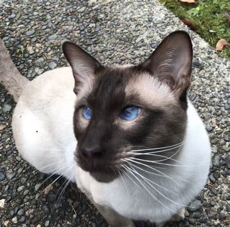 Old Style Siamese cats for sale - TICA Thai at Quizzical Cattery