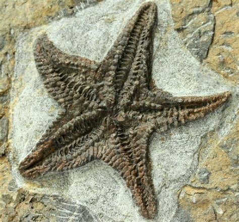 Starfish Fossil