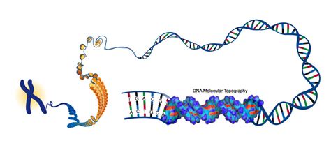 The Chromosome - Structure and Number - The ObG Project