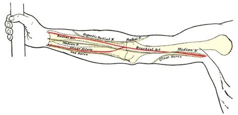 Ulnar artery - wikidoc