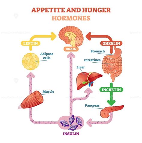 Hormones with human body organs and labeled chemical titles outline ...