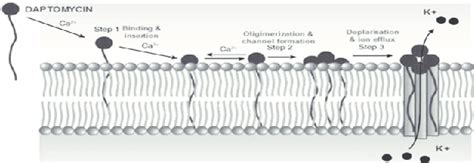 The mode of action of Daptomycin [41]. | Download Scientific Diagram