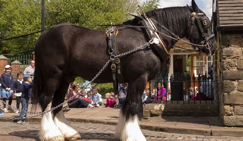 Shire Horse: Breed Profile for the World's Largest Horse - Helpful Horse Hints