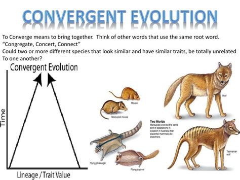 PPT - Types of EVOLUTION Divergent vs. Convergent PowerPoint Presentation - ID:1836137