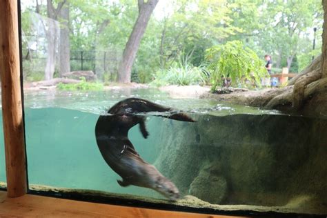 Otter habitat expanded at Detroit Zoo