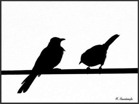 Birds On Wire Silhouette at GetDrawings | Free download