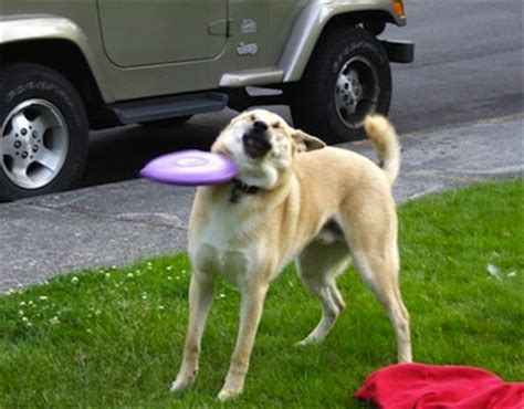 Funny Dog Fails