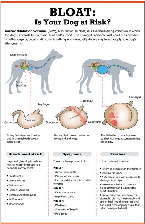 Bloat In Dogs: What, Why And How To Prevent | Vet medicine, Vet med ...