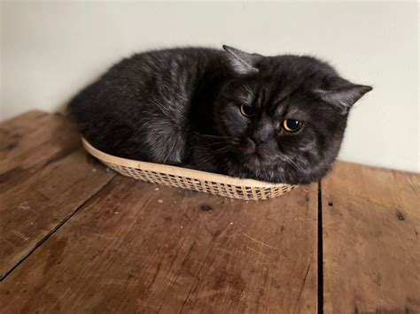 Opportunistic catfruit saw an empty fruit basket : r/catfruit