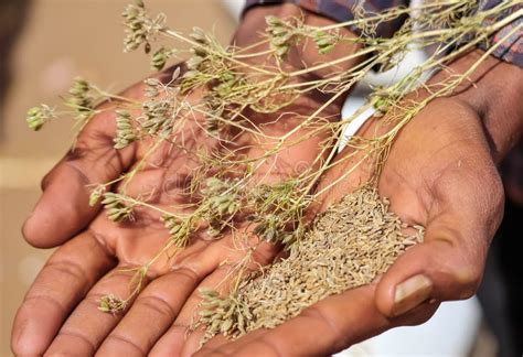 Cumin Seed And Cumin Plants On Hands,zira, Cumin: Plant And Cumin Seeds ...