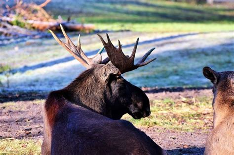 Une rencontre rare avec un orignal blanc dans les bois suédois