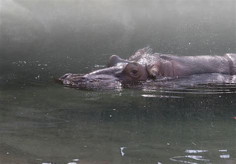 Hippos In The Nile River Stock Photos, Pictures & Royalty-Free Images - iStock