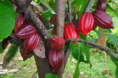 Make Your Own Chocolate: How To Grow Cocoa In A Greenhouse - Off The Grid News