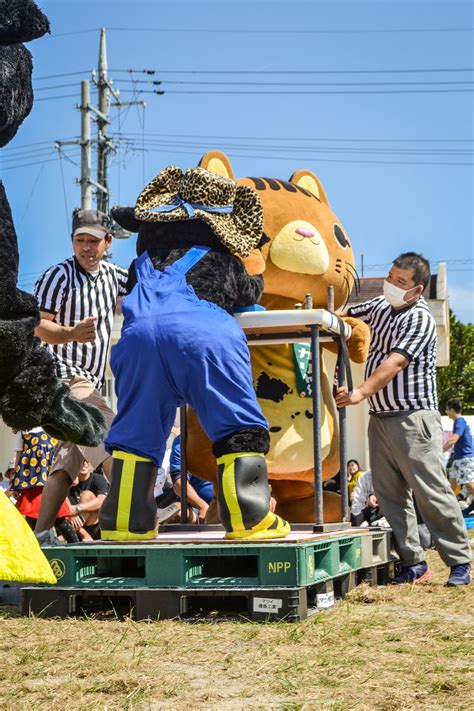 Better than blossoms: Japan's Kuroshima Cow Festival