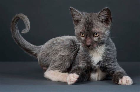 Lykoi Cats Personality | Lykoi cat, Werewolf cat, Beautiful cats