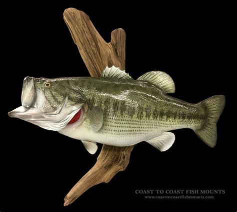 27 1/2" 18 lbs Largemouth Bass Fish Mount Replica (CCLMB155)