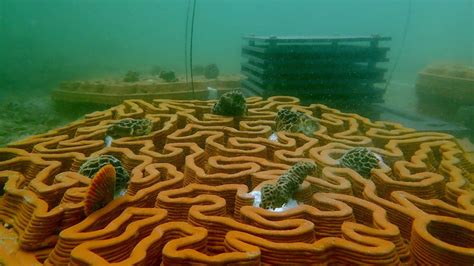 3D-Printed Terracotta Tiles To Restore Abu Dhabi’s Coral Reefs