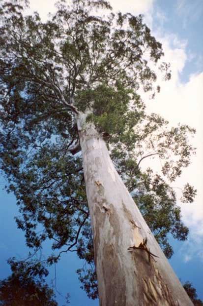 GALLERY: Eucalyptus, the tallest trees in Australia - Australian Geographic