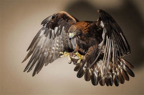 Fears for missing golden eagle hit Scots conservation project | UK | News | Express.co.uk