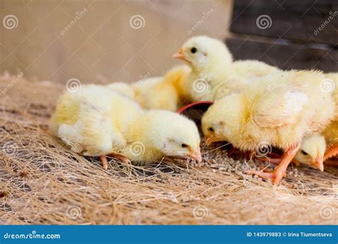 Baby chicken stock image. Image of background, farm - 143979883