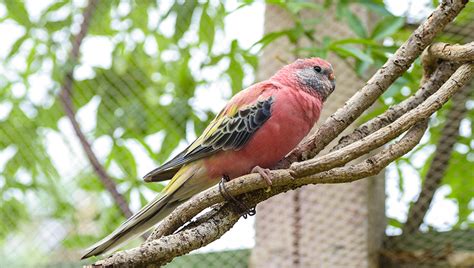 Exotic Birds: Bourke's Parakeets