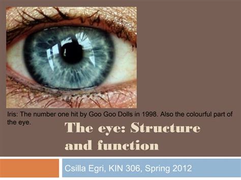 Visual System Structure and Function | PPT