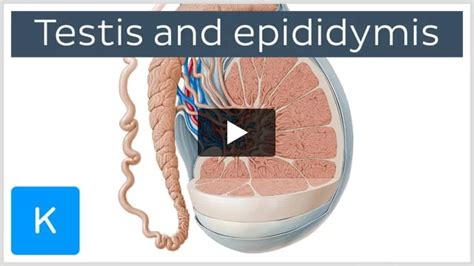 Pampiniform plexus: Anatomy, tributaries, drainage | Kenhub