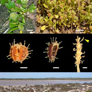 (PDF) Nomenclatural updates and a new species of annual Hydrocotyle (Araliaceae) from Western ...