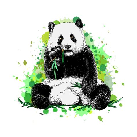 Panda sitting and eating bamboo from a splash of watercolor hand drawn ...