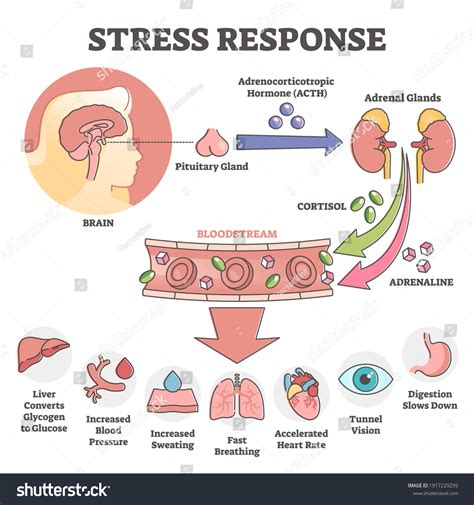 Fight Or Flight Response: Over 99 Royalty-Free Licensable Stock Vectors & Vector Art | Shutterstock